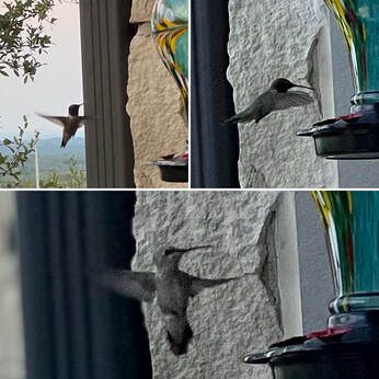 3 pictures of my hummingbird friends midflight at sunset approaching our green glass feeder